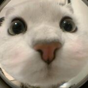 imm